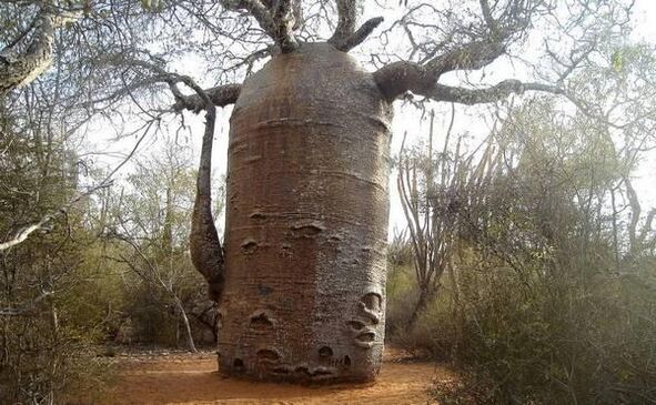 a large tree trunk as an imitation to increase the thickness of the penis
